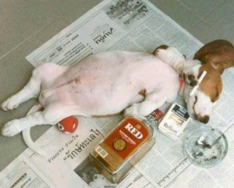 drunk dog with fag